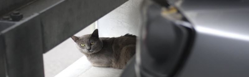 車と猫