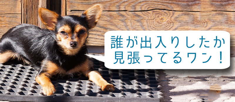 玄関に犬