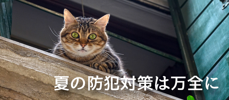 窓と猫